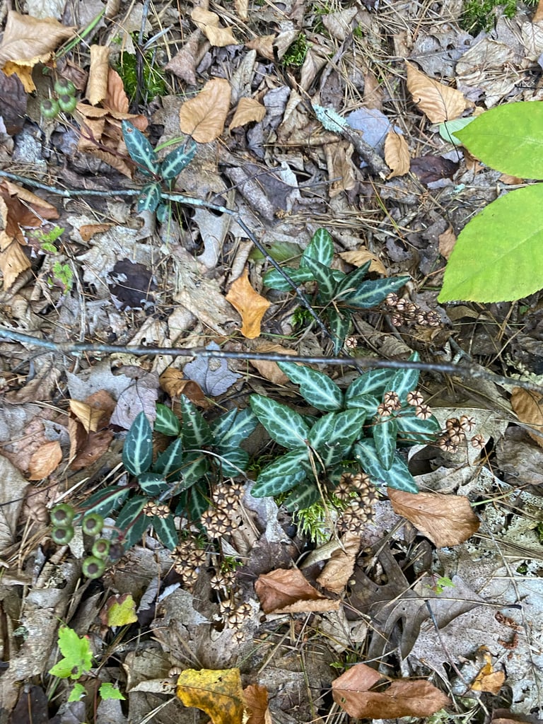 Petite plante vivace à feuilles vert foncé veinées de blanc, portant des fleurs blanches à rosées au sommet de tiges dressées
