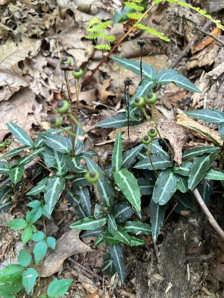 Petite plante vivace à feuilles vert foncé veinées de blanc, portant des fleurs blanches à rosées au sommet de tiges dressées