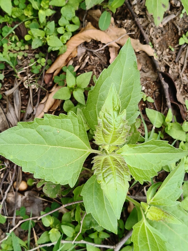 A sprawling multi-stemmed shrub with triangular, serrated green leaves and clusters of small white to pale pink tubular flowers at the branch tips