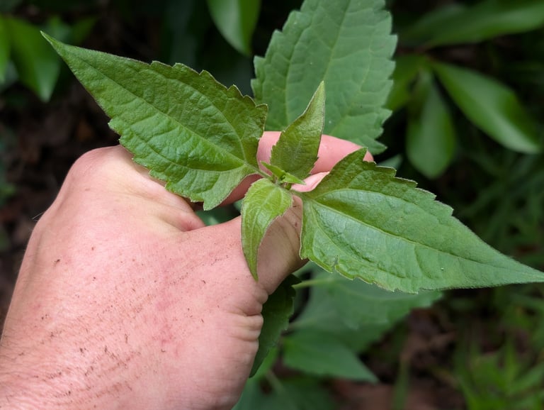 A sprawling multi-stemmed shrub with triangular, serrated green leaves and clusters of small white to pale pink tubular flowers at the branch tips