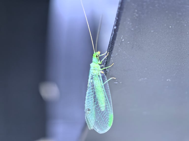 A pale green lacewing with a slender body, long thread-like antennae, glossy golden compound eyes, and two pairs of large, membranous, pale green wings folded tent-like over its back.