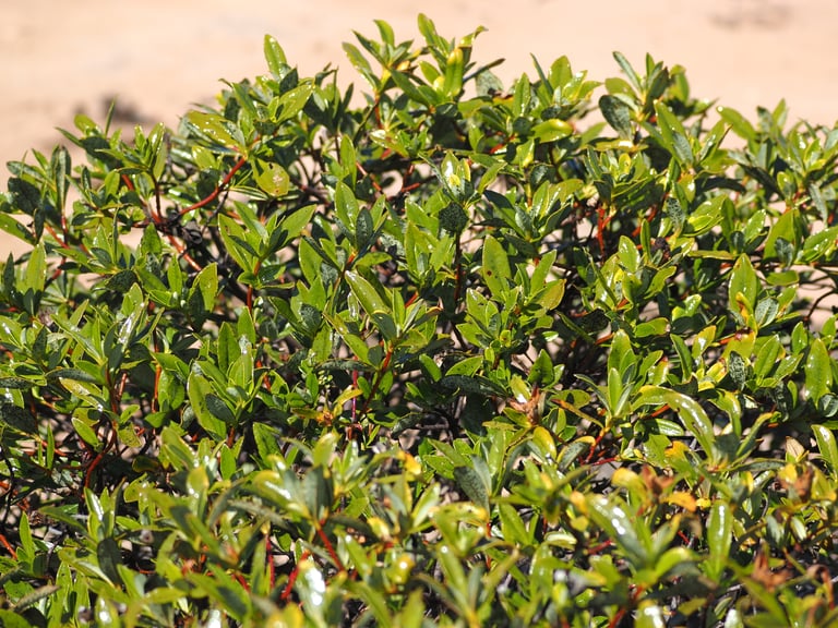 A rockrose shrub with sticky, resinous dark green leaves and large white flowers marked with maroon spots at the base of each petal