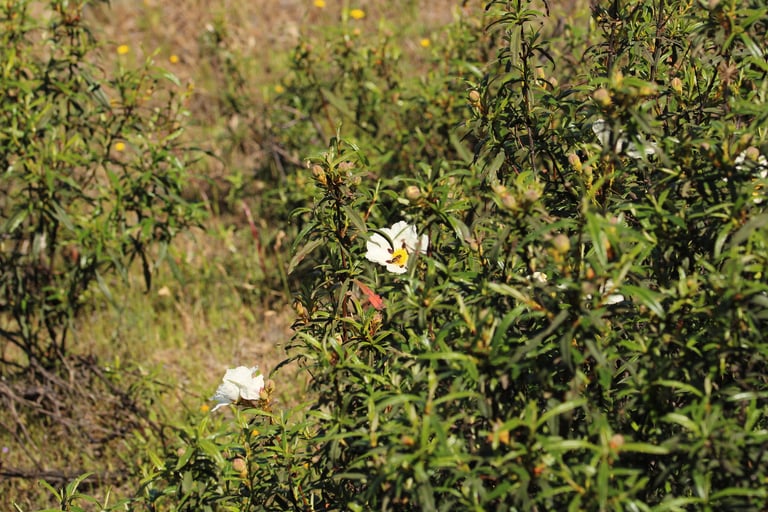 A rockrose shrub with sticky, resinous dark green leaves and large white flowers marked with maroon spots at the base of each petal