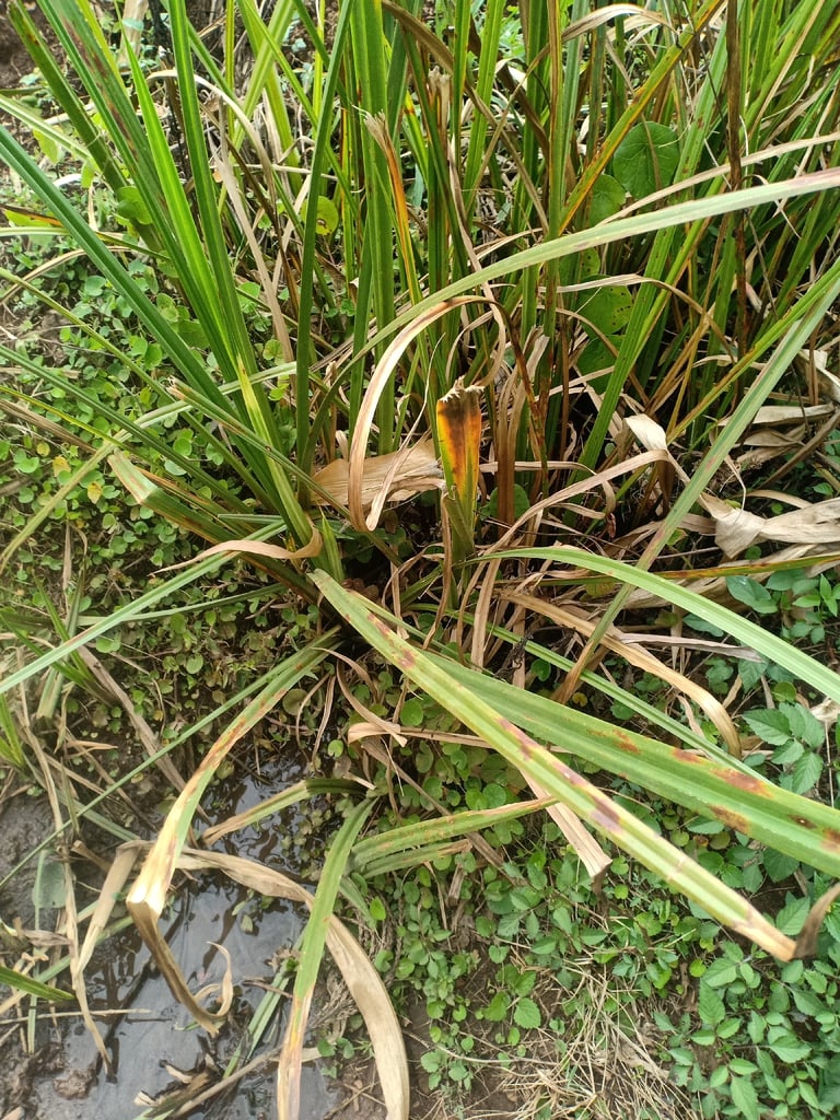 A tall, dense stand of great fen-sedge with long, arching, blue-green leaves bearing sharp serrated edges, growing at the margin of a lake or fen