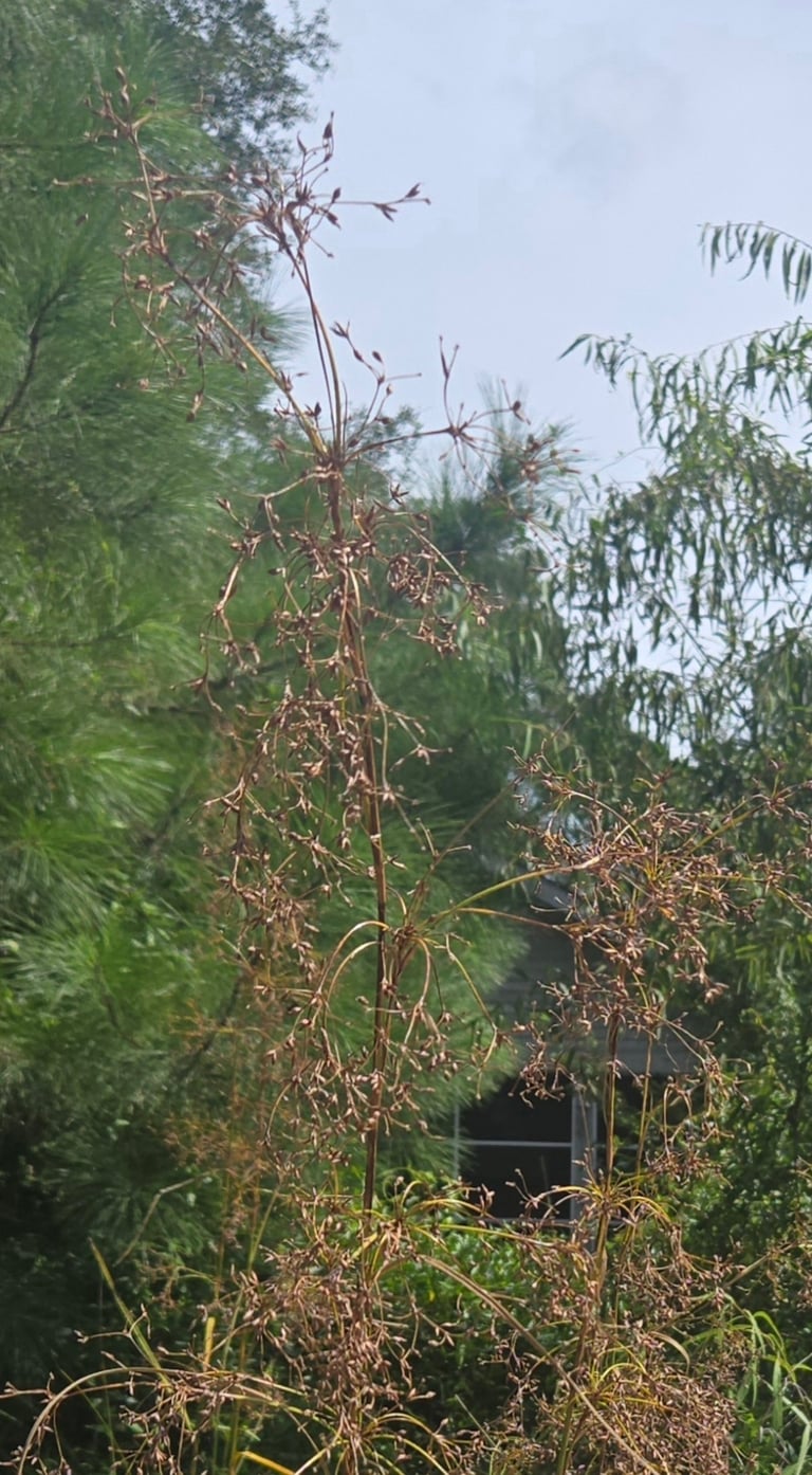 A tall, dense stand of great fen-sedge with long, arching, blue-green leaves bearing sharp serrated edges, growing at the margin of a lake or fen