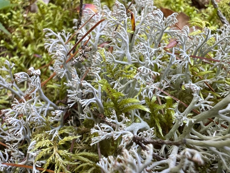 Ciuffi grigio-verdastri di lichene fruticoso molto ramificato che formano un tappeto basso su suolo e roccia