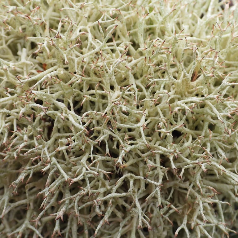A cushion of pale greenish-gray, finely branched fruticose lichen with thorn-like curved tips, growing low over soil or rock.