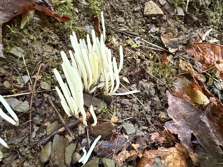 A dense cluster of slender, unbranched white fungal fingers rising from leaf litter, each tapering to a fine point