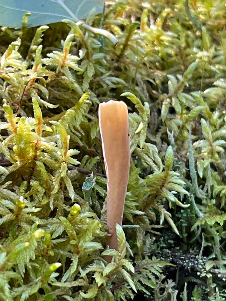 A club-shaped or spoon-shaped fungus with a buff to pale yellow or reddish surface, growing upright from forest duff with stiff hairs at its base.