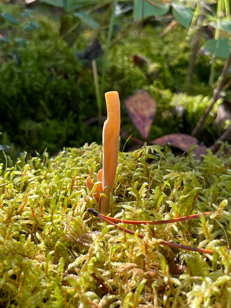 A club-shaped or spoon-shaped fungus with a buff to pale yellow or reddish surface, growing upright from forest duff with stiff hairs at its base.