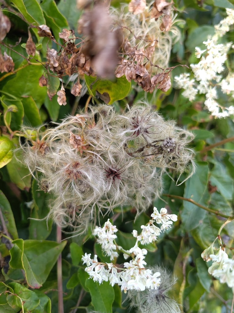 Um arbusto trepadeira com caules estriados e ramificados, folhas caducas e flores verde-esbranquiçadas em cachos.