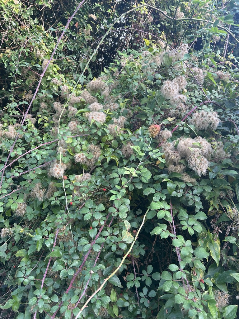 Um arbusto trepadeira com caules estriados e ramificados, folhas caducas e flores verde-esbranquiçadas em cachos.
