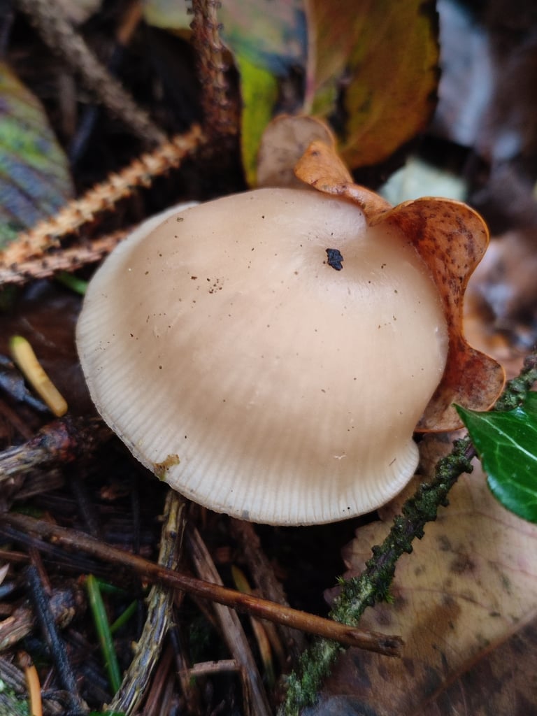 A small grayish mushroom with a funnel-shaped, umbilicate cap growing among needle litter