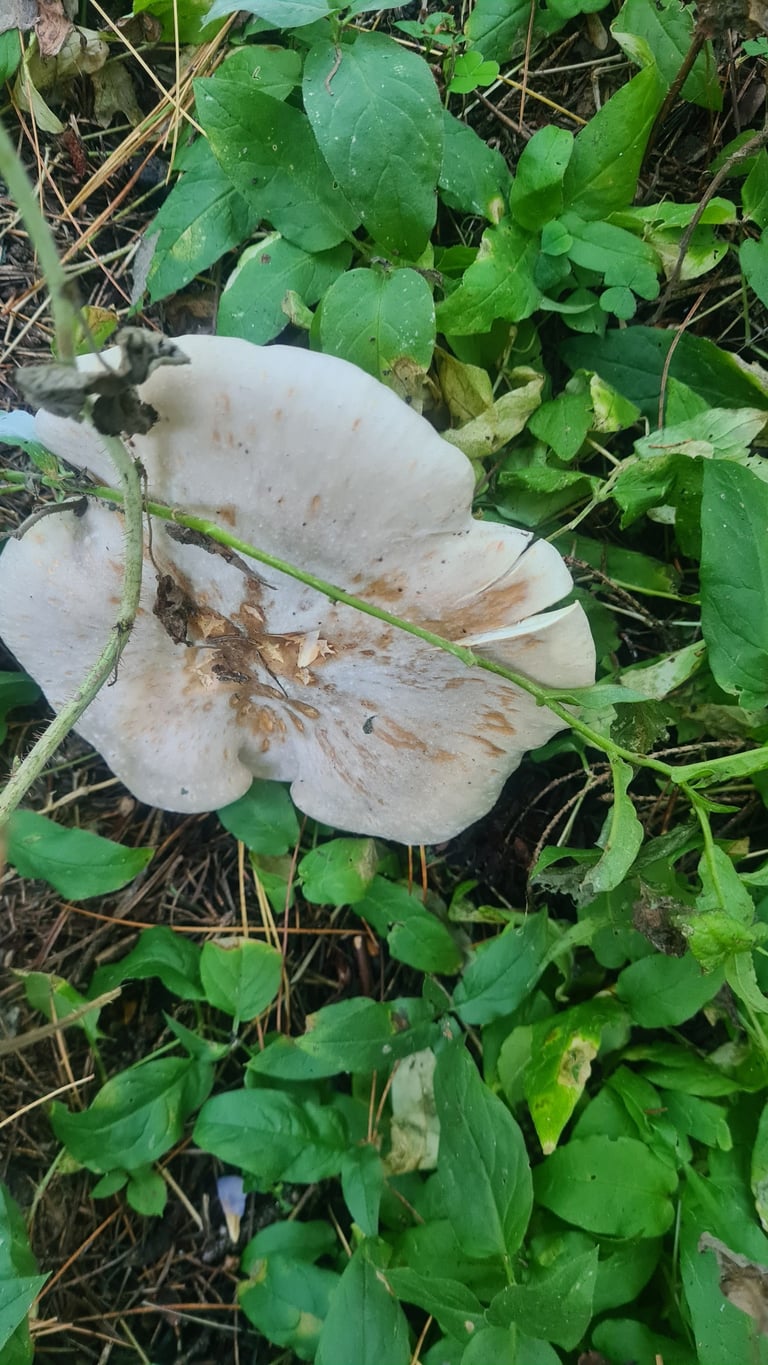 A small grayish mushroom with a funnel-shaped, umbilicate cap growing among needle litter