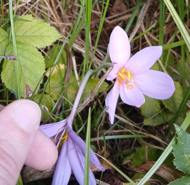 Fiore solitario di Colchicum autumnale, con sei tepali rosa-lilla e stami dalle antere arancioni, che spunta direttamente dal terreno nudo, senza foglie visibili intorno.