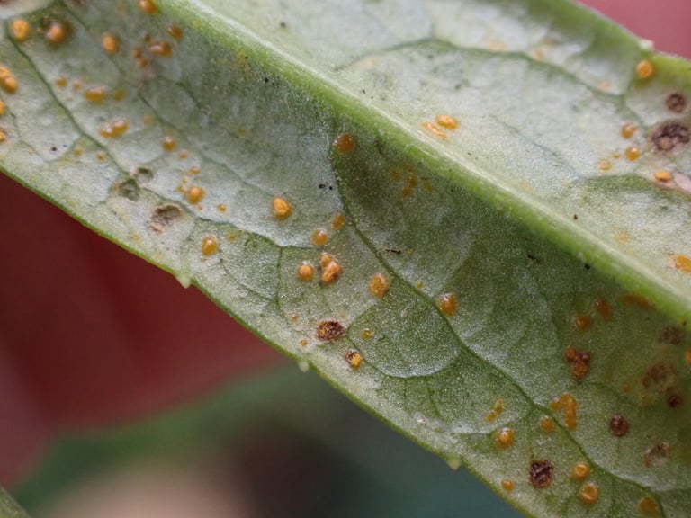 キキョウ科植物の葉の裏に橙黄色の粉状の斑点を形成するサビ病菌