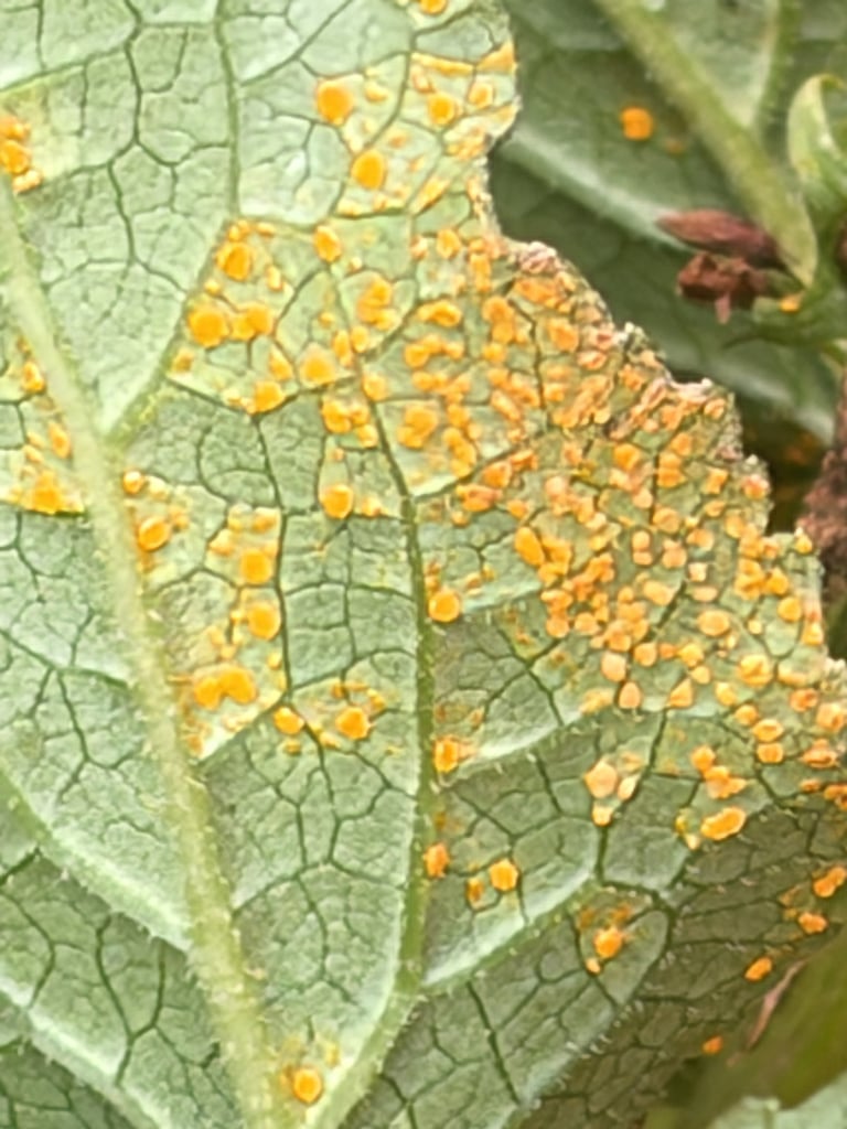 キキョウ科植物の葉の裏に橙黄色の粉状の斑点を形成するサビ病菌