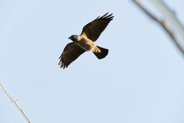 A small black crow with a silvery-grey nape and pale eyes, perched upright with a short stout bill