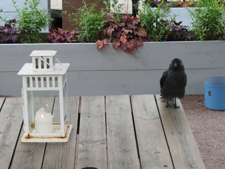 A small black crow with a silvery-grey nape and pale eyes, perched upright with a short stout bill