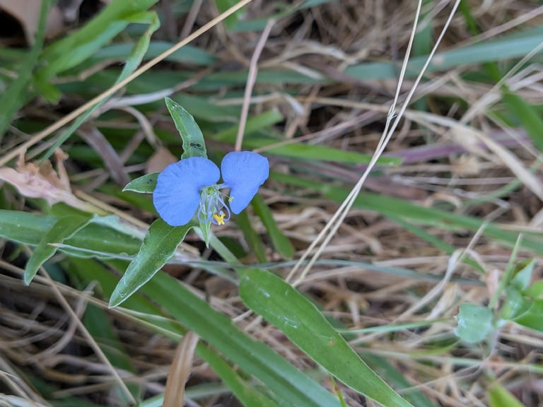 A sprawling perennial herb with lance-shaped leaves and a small three-petaled flower featuring two large blue petals and one smaller white petal, emerging from a folded leaf-like spathe.