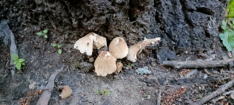 A small, delicate mushroom of the genus Coprinellus, shown as a typical specimen within the family Psathyrellaceae.
