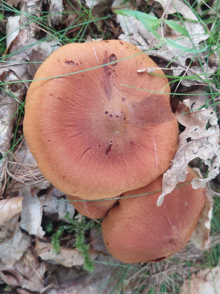 A tawny-brown mushroom with a conical cap, fine fibrous scales, ochre gills, and a tall slender stipe with yellowish veil remnants on the lower stem