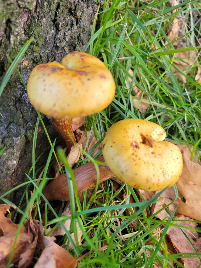 A tawny-brown mushroom with a conical cap, fine fibrous scales, ochre gills, and a tall slender stipe with yellowish veil remnants on the lower stem