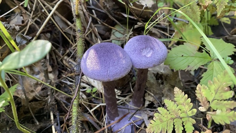 A dark violet mushroom with a downy, scaly convex cap, a bulbous fibrous stalk, and deep purple gills, growing on forest soil.
