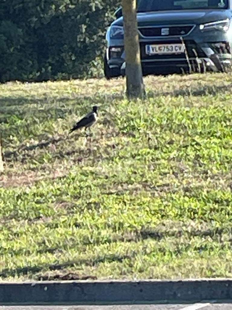 A stocky, all-black crow with a glossy green-purple sheen, black bill, legs and feet, perched upright on a branch.