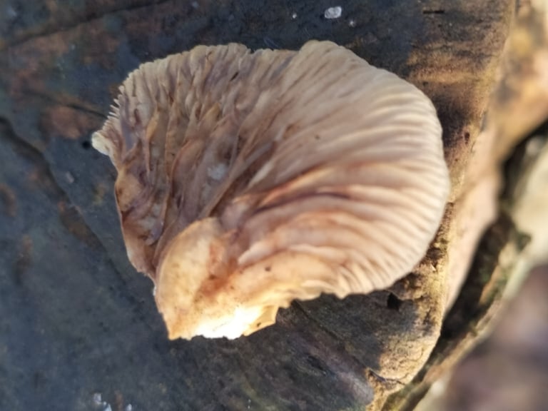 A kidney-shaped, whitish-to-ochre mushroom growing shelf-like on a fallen hardwood log, with pale brown gills visible on its underside and no true stalk.
