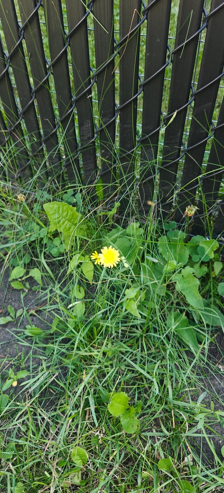 A tall, slender annual plant with a branched, hairless stem bearing small yellow dandelion-like flower heads and narrow, lobed leaves
