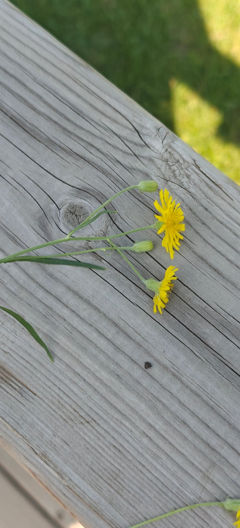 A tall, slender annual plant with a branched, hairless stem bearing small yellow dandelion-like flower heads and narrow, lobed leaves