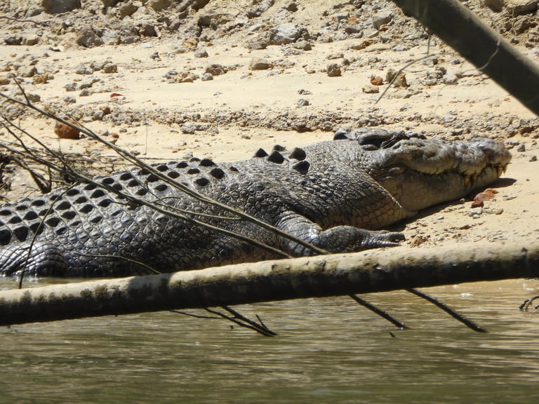 A large adult saltwater crocodile with dark greenish-drab skin and a broad body resting at the water's edge