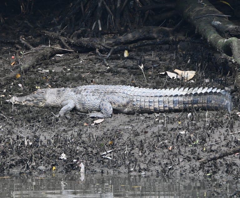 A large adult saltwater crocodile with dark greenish-drab skin and a broad body resting at the water's edge