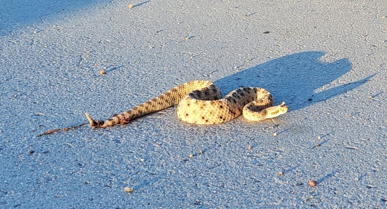 Un crotalo di piccola taglia con colorazione sabbiosa, scaglie rialzate simili a piccole corna sopra gli occhi, corpo raggomitolato a forma di S sulla sabbia del deserto.