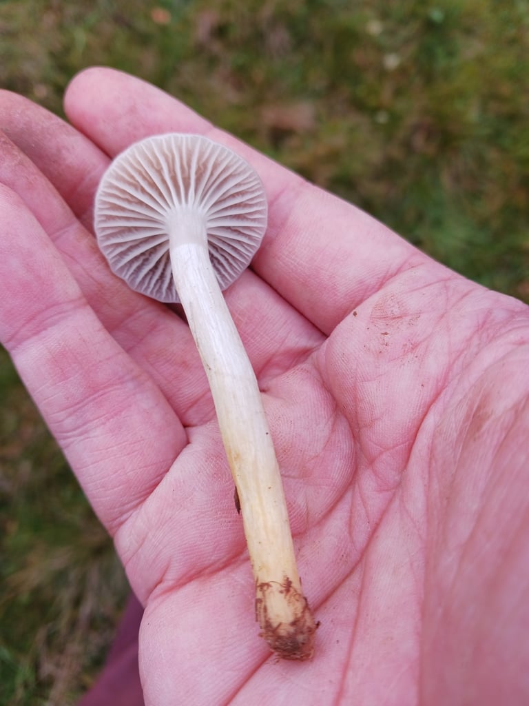 Ein Fruchtkörper von *Cuphophyllus flavipes* mit grauem bis bräunlichgrauem, leicht schmierigem Hut, weißlichen bis grauen Lamellen und einem Stiel, der zur Basis hin gelb ist