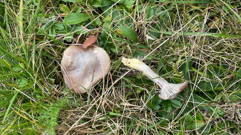 Ein Fruchtkörper von *Cuphophyllus flavipes* mit grauem bis bräunlichgrauem, leicht schmierigem Hut, weißlichen bis grauen Lamellen und einem Stiel, der zur Basis hin gelb ist