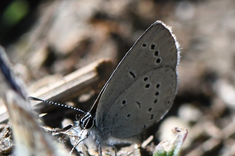 A small brown butterfly with faint blue speckling on its upperwings and a pale silvery underside marked with black spots, perched on grassland vegetation.
