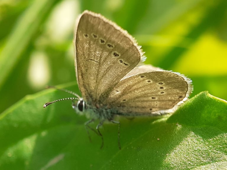 A small brown butterfly with faint blue speckling on its upperwings and a pale silvery underside marked with black spots, perched on grassland vegetation.