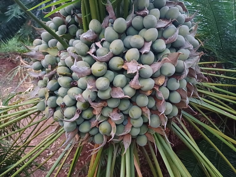 A mature Cycas circinalis with a stout, unbranched trunk topped by a crown of long, arching pinnate leaves.