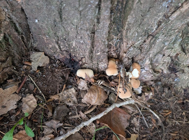 A cluster of poplar mushrooms with brown, convex caps and pale gills growing from the bark of a poplar tree