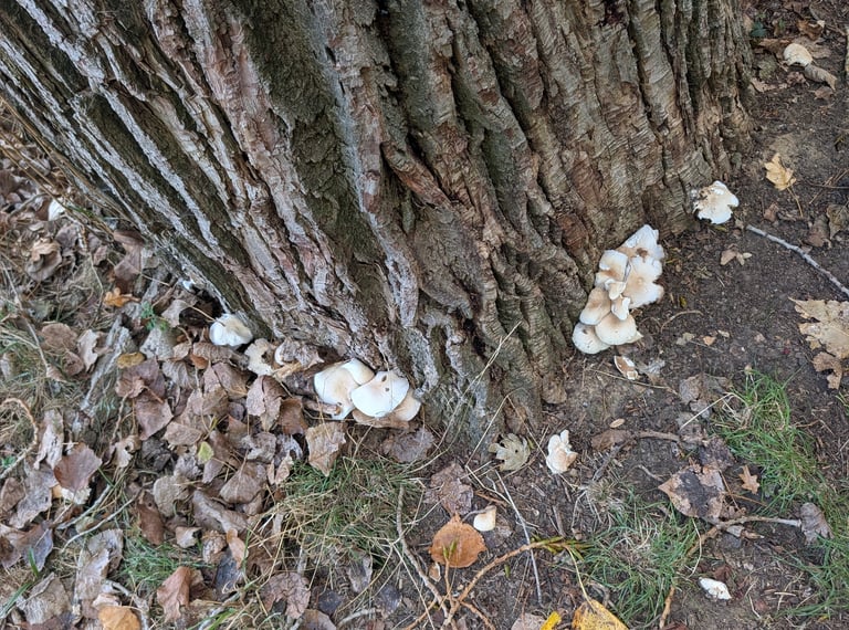 A cluster of poplar mushrooms with brown, convex caps and pale gills growing from the bark of a poplar tree