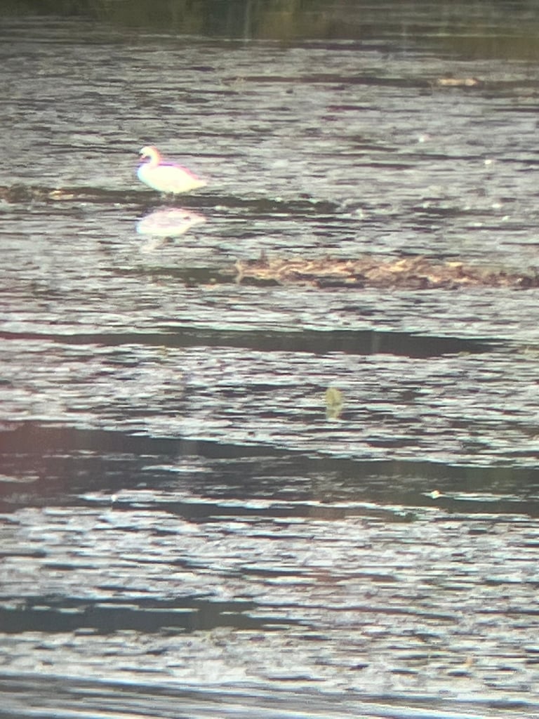 A large pure white swan with a long straight neck and a yellow-and-black bill, swimming on open water