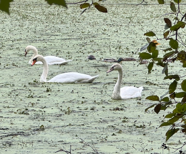 A large pure white swan with a long straight neck and a yellow-and-black bill, swimming on open water