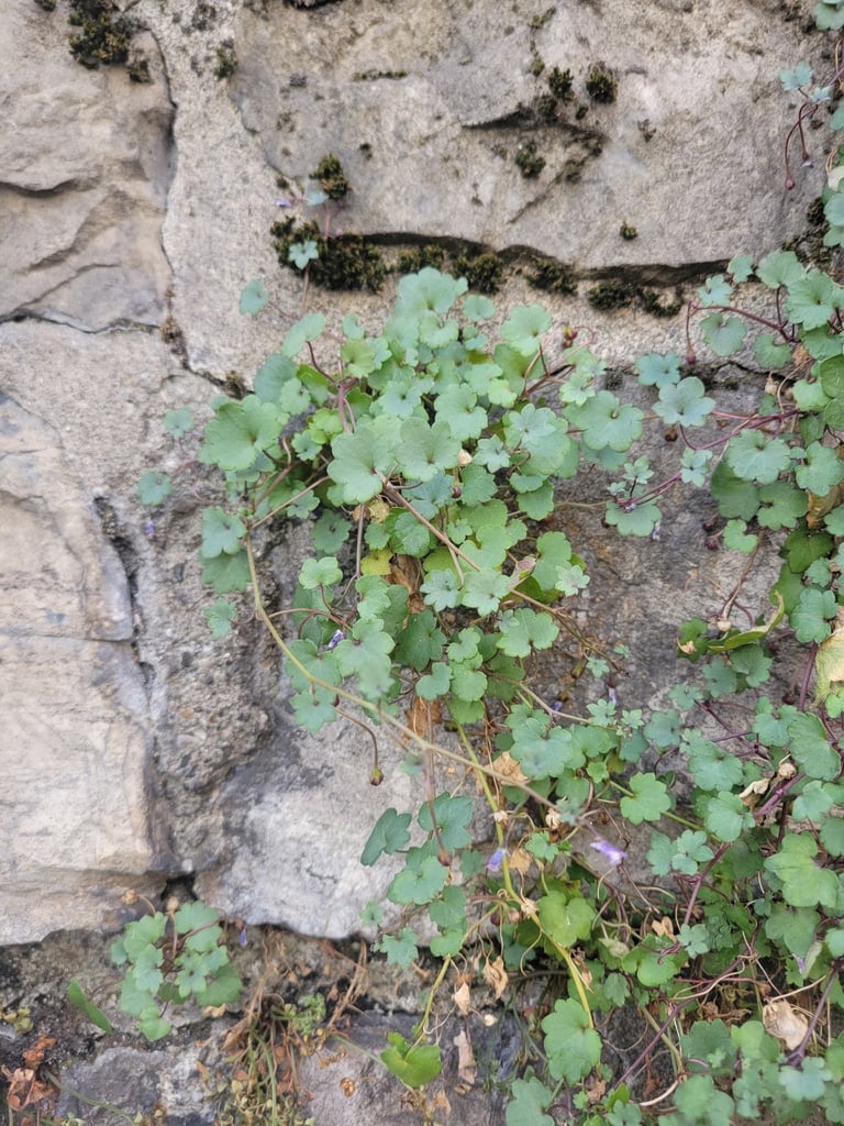 A low trailing plant with small heart-shaped, lobed purple-tinged green leaves and tiny lilac snapdragon-like flowers with yellow throats, growing from cracks in a stone wall