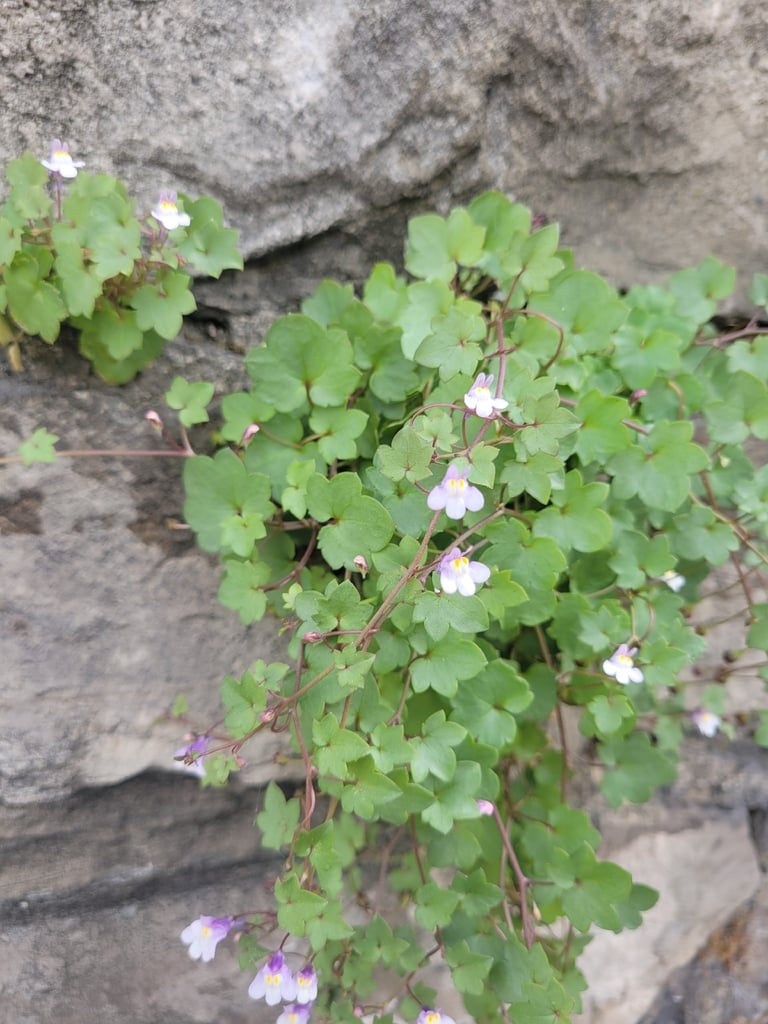 A low trailing plant with small heart-shaped, lobed purple-tinged green leaves and tiny lilac snapdragon-like flowers with yellow throats, growing from cracks in a stone wall
