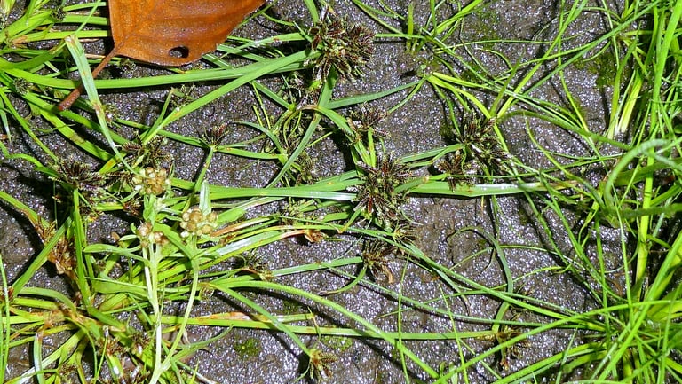 A small annual sedge with thin stems and clusters of dark brown to purple flattened spikelets