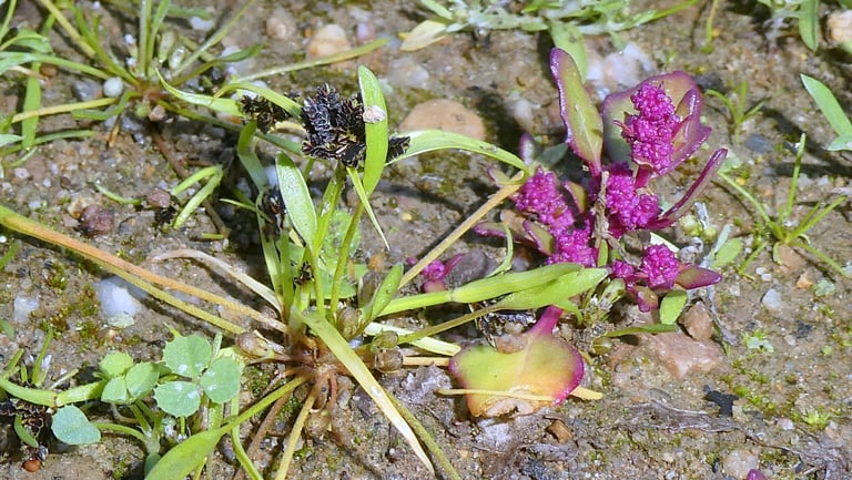 A small annual sedge with thin stems and clusters of dark brown to purple flattened spikelets