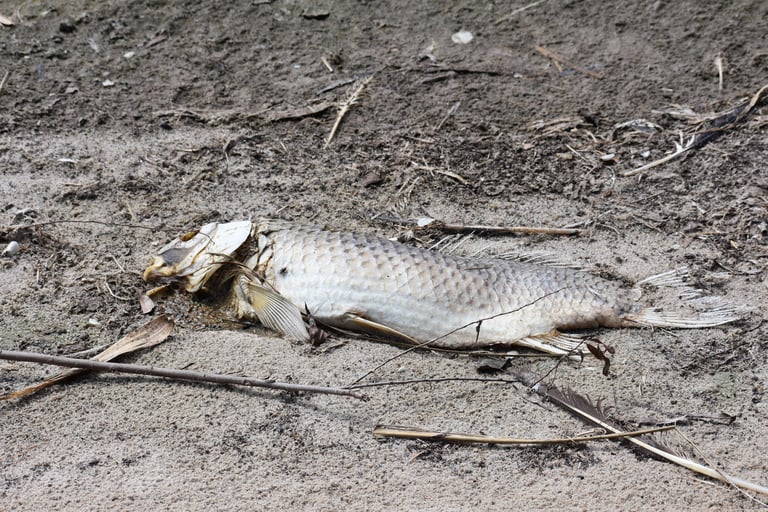 Pez de agua dulce de cuerpo robusto y alargado, de la familia Cyprinidae, con escamas grandes y aleta dorsal larga