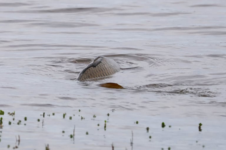 Pez de agua dulce de cuerpo robusto y alargado, de la familia Cyprinidae, con escamas grandes y aleta dorsal larga